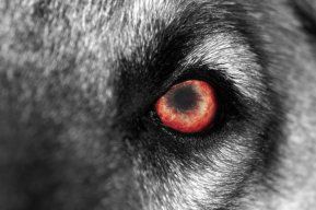 TheWolf74