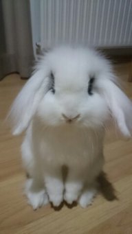 Javs