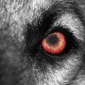 TheWolf74